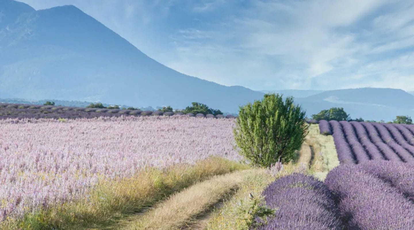 Wd 1 tour france fimg 04