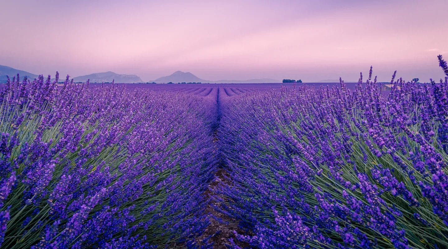 Wd 1 tour france fimg 14